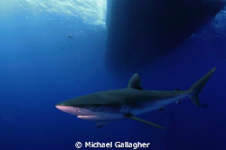 Time for a shark shot! Silky shark cruising underneath Ro... by Michael Gallagher 